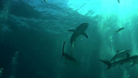 Gute-Aufnahmen-Von-Einem-Hai,-Der-Von-Unten-Unter-Wasser-Schwimmt