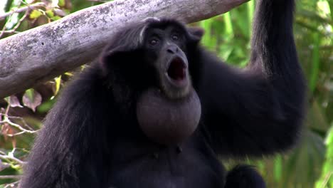 Ein-Siamang-Gibbon-Aus-Indonesien-Hängt-In-Einem-Baum-3