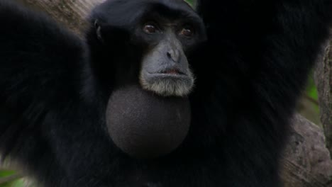 Ein-Siamang-Gibbon-Aus-Indonesien-Hängt-In-Einem-Baum-Und-Bläst-Sein-Kinn-Auf