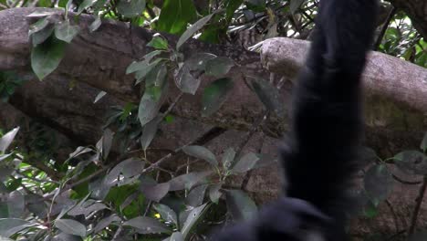 Ein-Siamang-Gibbon-Aus-Indonesien-Hängt-In-Einem-Baum-Und-Bläht-Sein-Kinn-Auf-1