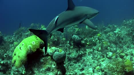 Toma-Subacuática-De-Un-Tiburón-Merodeando-Por-El-Arrecife