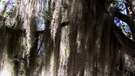 Sunlight-shines-through-Spanish-moss-hanging-from-trees-in-the-Southern-USA-1