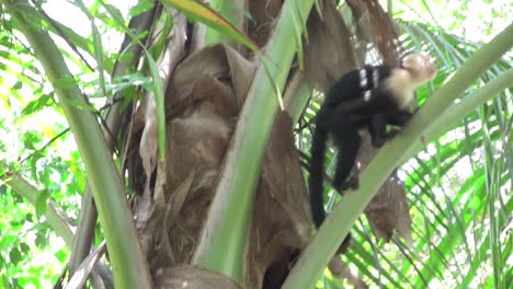 Un-Mono-Capuchino-De-Cara-Blanca-Se-Sienta-En-Una-Palmera-En-Costa-Rica