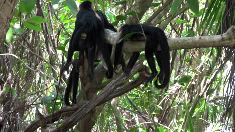Whitefaced-capucin-monkeys-play-in-a-palm-tree-in-Costa-Rica