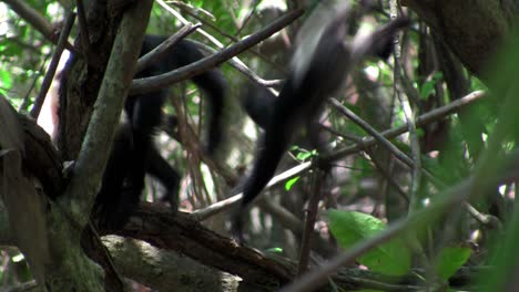 Monos-Capuchinos-De-Cara-Blanca-Juegan-En-Una-Palmera-En-Costa-Rica-3