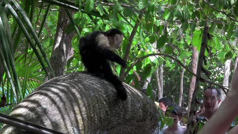 Monos-Capuchinos-De-Cara-Blanca-Juegan-En-Una-Palmera-En-Un-Zoológico-De-Costa-Rica