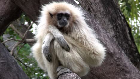 Ein-Weißhändiger-Gibbon-Sitzt-In-Einem-Baum