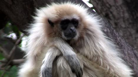 Ein-Weißhändiger-Gibbon-Sitzt-In-Einem-Baum-1