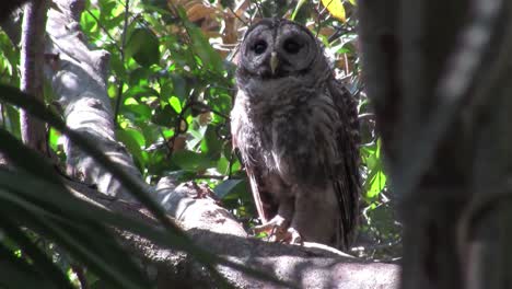 A-barred-owl-preens-and-scratches-himself-from-a-perch-in-a-tree