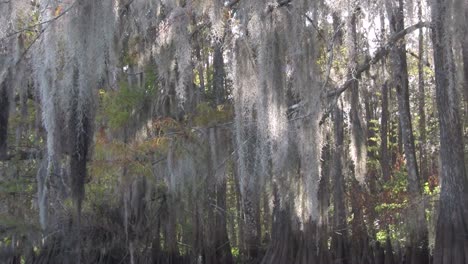 A-POV-shot-traveling-through-a-swamp-in-the-Everglades-showing-Spanish-moss