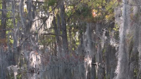 A-POV-shot-traveling-through-a-swamp-in-the-Everglades-showing-Spanish-moss-1