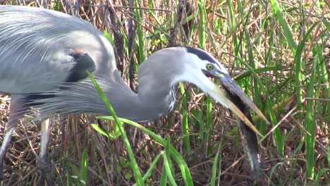 A-great-blue-heron-feeds-in-a-marshland