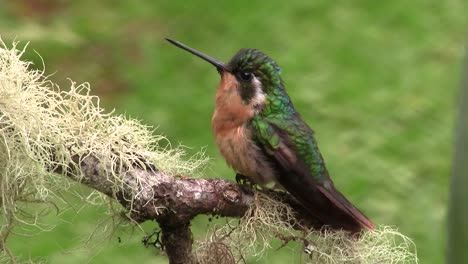 Ein-Rotbrüstiger-Und-Grüner-Kolibri-Fliegt-Von-Einem-Ast