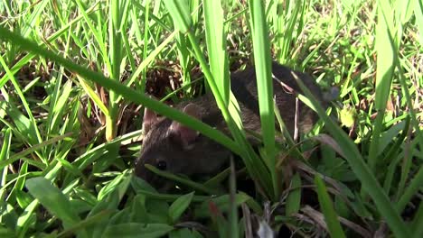 A-small-mouse-walks-in-green-vegetation-1