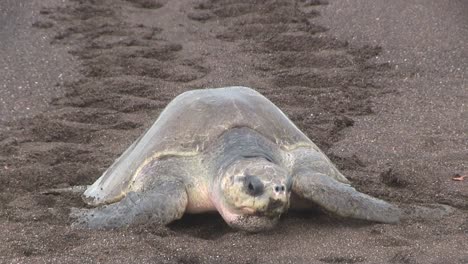 Olive-Ridley-Meeresschildkröten-Machen-Sich-Auf-Den-Weg-Einen-Strand-Hoch-1