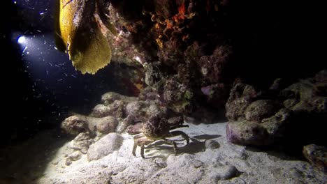 Eine-Krabbe-Unter-Wasser