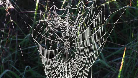 Pan-down-to-a-dew-covered-spider-web
