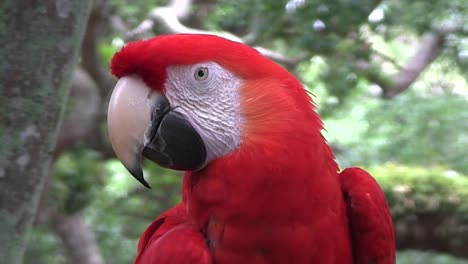 A-macaw-in-a-rainforest-1