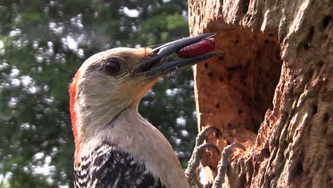 Beautiful-shot-of-a-red-bellied-woodpecker-arrives-at-its-nest-with-food-for-its-young