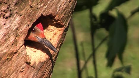 Beautiful-shot-of-a-red-bellied-woodpecker-emerging-from-its-nest-in-a-tree