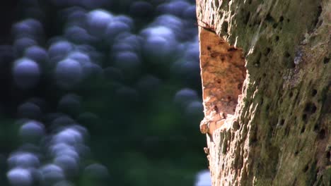 Schöne-Aufnahme-Eines-Rotbauchspechts,-Der-Zu-Seinem-Nest-In-Einem-Baum-Kommt