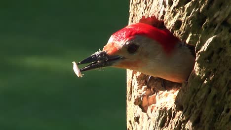 Beautiful-shot-of-a-red-bellied-woodpecker-arriving-at-its-nest-in-a-tree-and-feeding-its-young-1