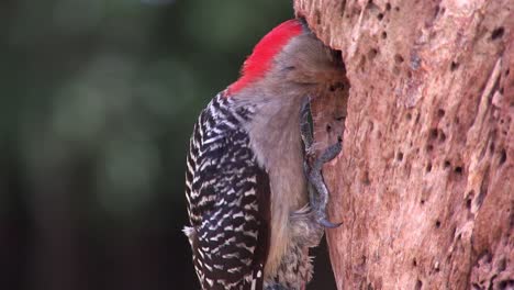 Beautiful-shot-of-a-red-bellied-woodpecker-arriving-at-its-nest-in-a-tree-and-feeding-its-young-2