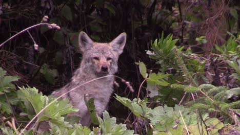Ein-Kojote-Beobachtet-Seine-Umgebung-Von-Einem-Wald-Aus