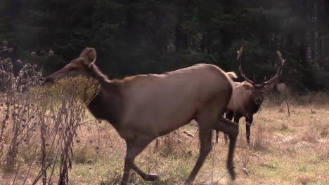 Elk-walk-through-a-clearing-4