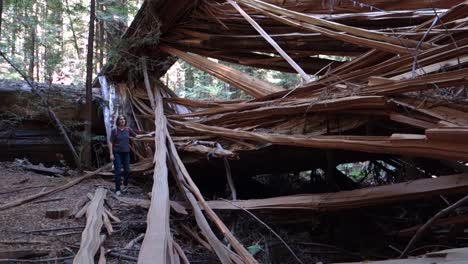 A-person-walks-around-a-massive-tree-which-has-fallen-in-the-forest