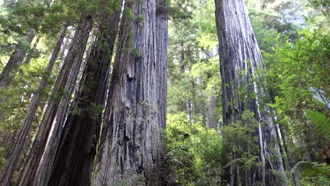 Tilt-up-to-redwood-trees-along-the-California-or-Oregon-coast