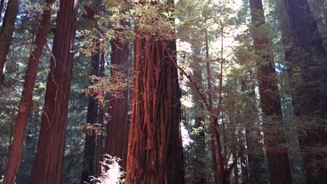 Pan-across-and-tilt-up-through-groves-of-redwood-trees-along-the-California-or-Oregon-coast