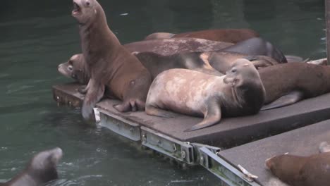 Sea-lions-lounge-on-a-pier