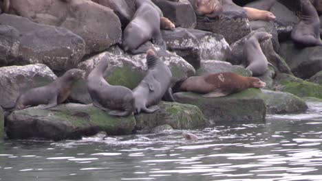 Sea-lions-lounge-on-rocks-in-a-harbor