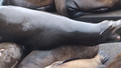 Sea-lions-lounge-and-fight-on-a-dock