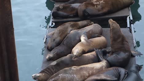 Sea-lions-lounge-and-fight-on-a-dock-2