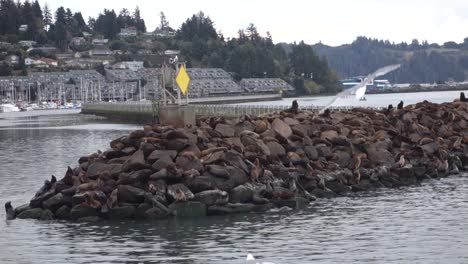 Sea-lions-lounge-and-fight-on-a-dock-3