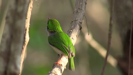 The-Cuban-tody-bird-poses-on-a-small-branch