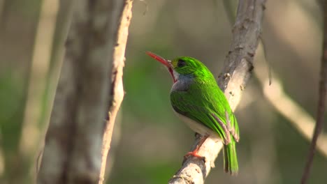 El-Pájaro-Tody-Cubano-Posa-En-Una-Pequeña-Rama-1