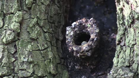 Hornissen-Kommen-Und-Gehen-Von-Einem-Nest-In-Einem-Baum