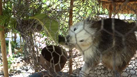 A-rare-Cuban-hutia-rodent-is-fed-in-a-cage