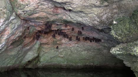 Flughunde-Leben-Tief-In-Einer-Höhle-In-Kuba
