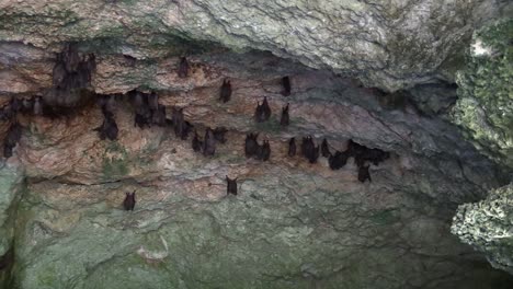 Flughunde-Leben-Tief-In-Einer-Höhle-In-Kuba-1