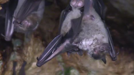 Close-up-of-fruit-bats-in-a-cave-in-Cuba