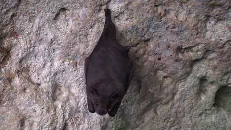 Close-up-of-fruit-bats-in-a-cave-in-Cuba-2