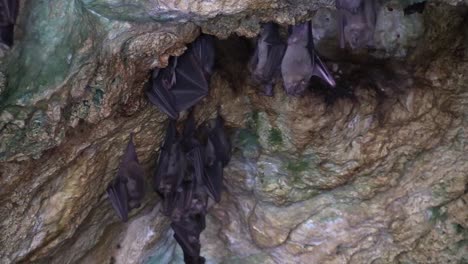 Medium-shot-of-fruit-bats-in-a-cave-in-Cuba