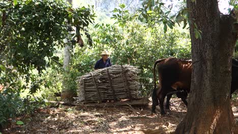 Oxen-haul-a-wheelless-cart-through-a-forest