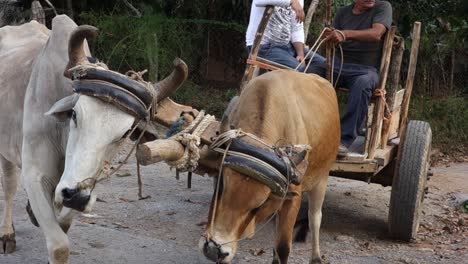 Ochsen-Ziehen-In-Kuba-Einen-Karren-Mit-Rädern