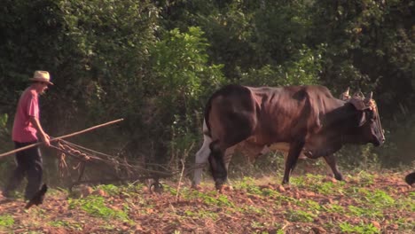 A-Cuban-farmer-ploughs-his-fields-with-oxen-by-hand