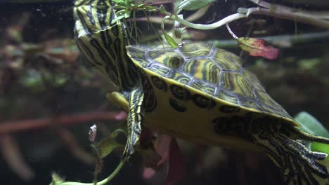 Eine-Süßwasserschildkröte-Späht-Aus-Einem-See-1